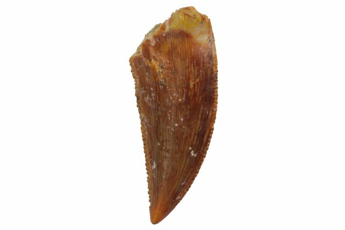 Serrated, Raptor Tooth - Real Dinosaur Tooth #127172
